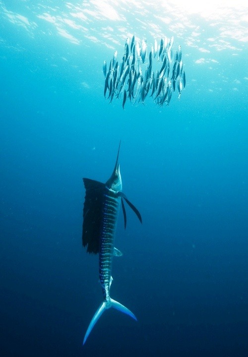 Deadly stealth (a Sailfish approaches a school of baitfish)