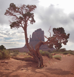 geographilic:  Gnarled tree and East Mitten,