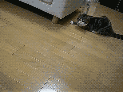 gifsboom:Maru the cat. [video]