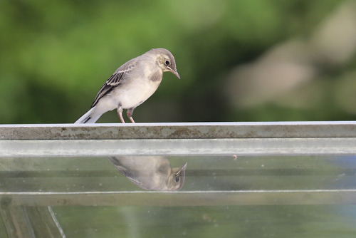 A juvenile White wagtail/sädesärla, curious about its own reflection.