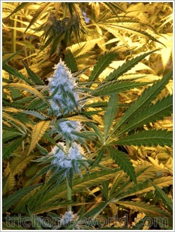 trichome-world:  #weed #grow reports http://www.trichome-world.com  #trichomeworld