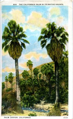 nemfrog:  The California Palm in its native haunts. 