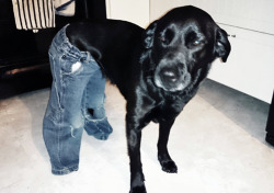 tastefullyoffensive:  &ldquo;I put my toddler’s jeans on my dog.&rdquo; [beerham] 