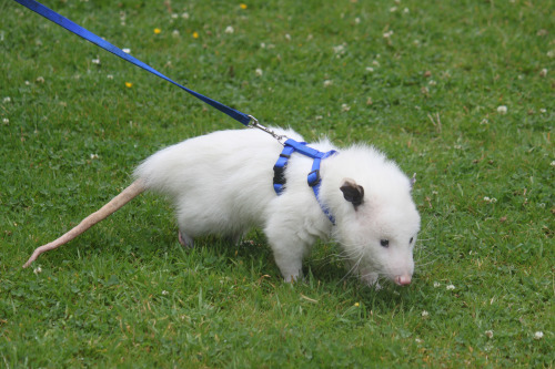 opossummypossum: “Cotton” is a perfect little opossum camouflaging as a perfect little white cloud.
