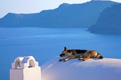 thepaintedbench:  Nap Time in Santorini, Greece 