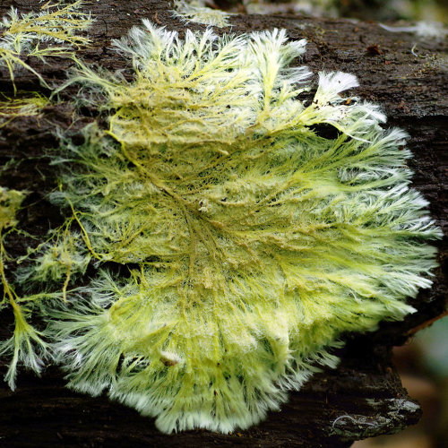 Phlebiella sulphurea - the yellow cobweb fungus. This photo is of the mycelium - the living, growing