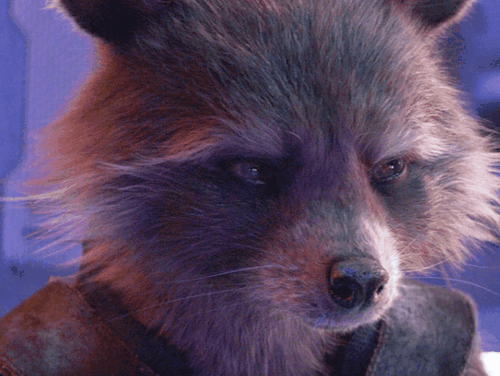 The Racoon Seduced Me
