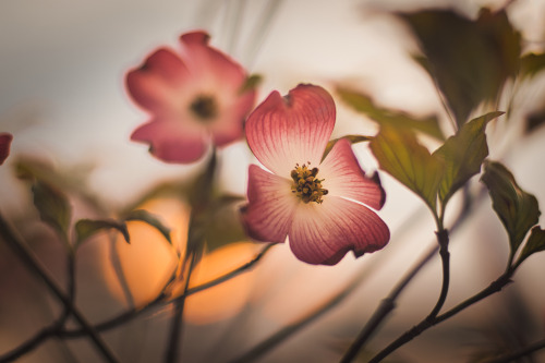 Blooms from this spring Nikon D500@photographyaeipathy