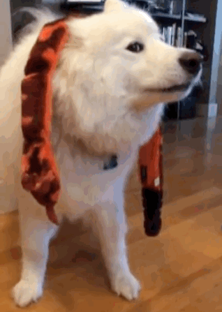 skookumthesamoyed:  How are you going to get Snakey the Snake off your head? I don’t