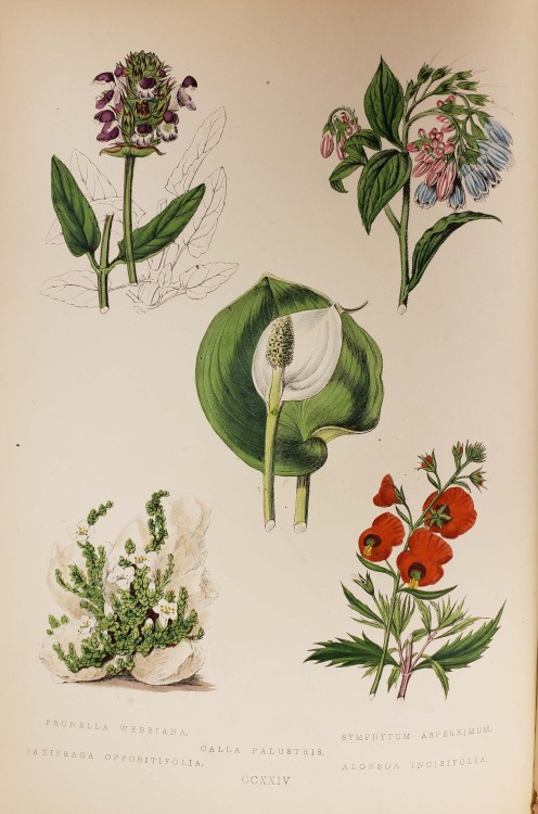 From: Maund, B. (Benjamin), 1790-1863. The botanic garden. London : George Bell and Sons, York Stree