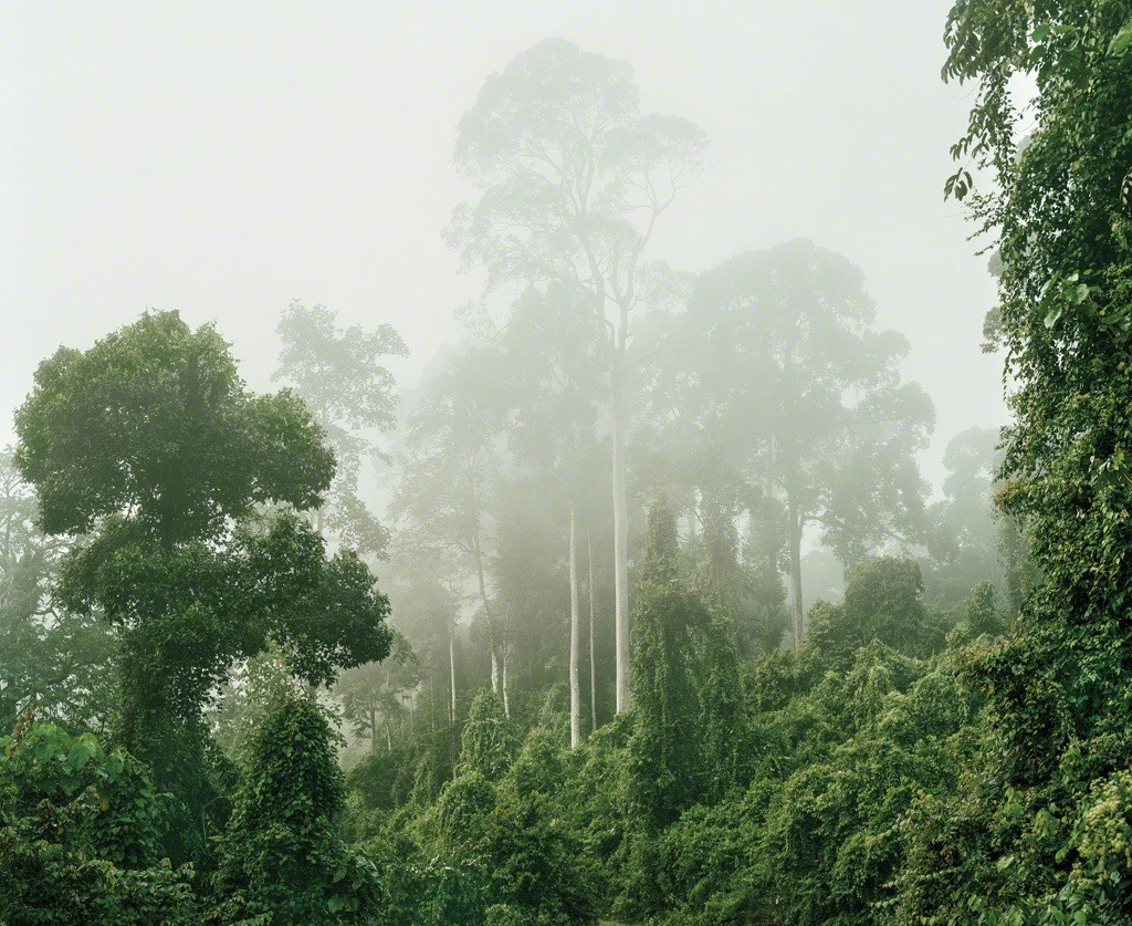 pleoros: Olaf Otto Becker - Primary forest, Malaysia, 2012. From the series Reading