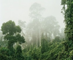 pleoros: Olaf Otto Becker - Primary forest, Malaysia, 2012. From the series Reading the Landscape