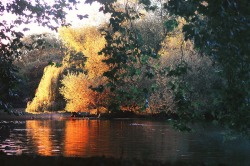 amandavalkonen:  Autumn in St James’s Park,