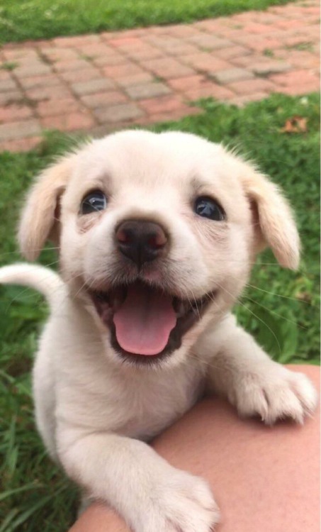 awwsocuteanimals