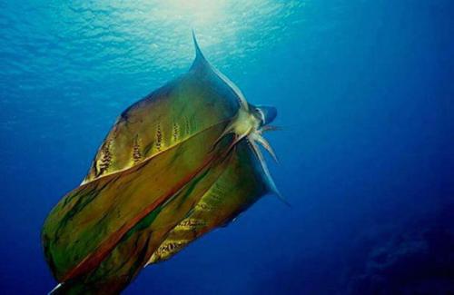  Blanket Octopus (genus Tremoctopus)