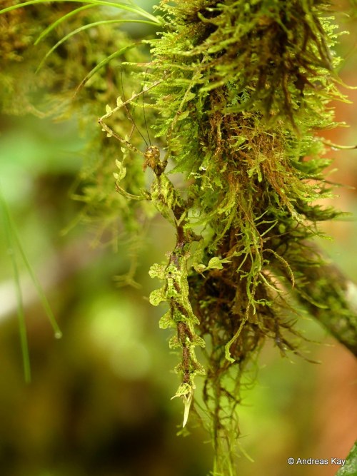 onenicebugperday:Moss-mimic Bugs from EcuadorAll photos by Andreas Kay1. Caterpillar, Saturniidae2. 