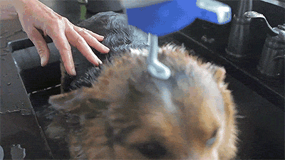 corgiaddict:  letterstogodptiii:  Corgi takes a bath [x]  YES 