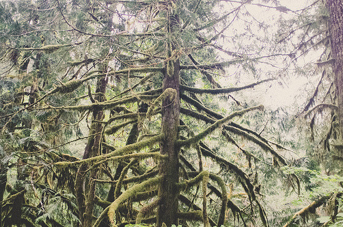 givncvrlos:  May 29th, 2013 Day 149/365North Cascades Ryan Matthew 