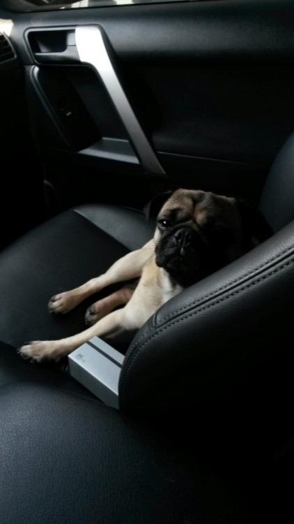 Modern pug lifestyle