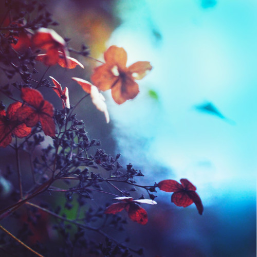 landscape-photo-graphy: Floral Photography Inspired by Claude Monet by Nikita Gill Poet and photographer Nikita Gill experiments with a series of floral photography the concept of impressionism and the important play of light and dark. Inspired by the