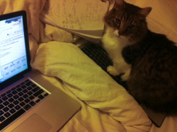 projectkr:  awwww-cute:  I have to use a decoy keyboard to get any work done  I think your cat figured it out. 