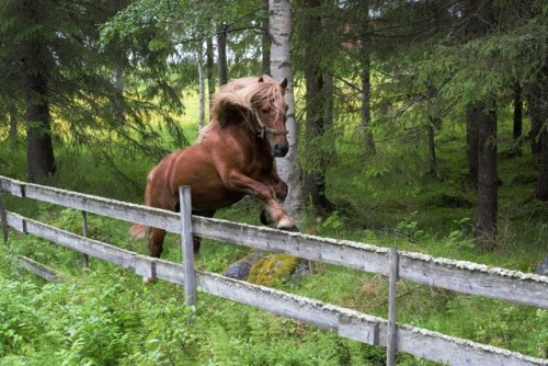 megarah-moon: morganathewitch: He followed us into the forest, he really wanted to join us for a wal