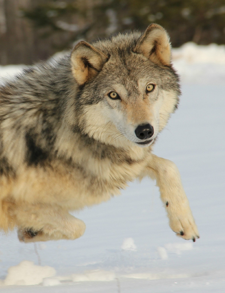 elegantwolves:  by MLGreenly