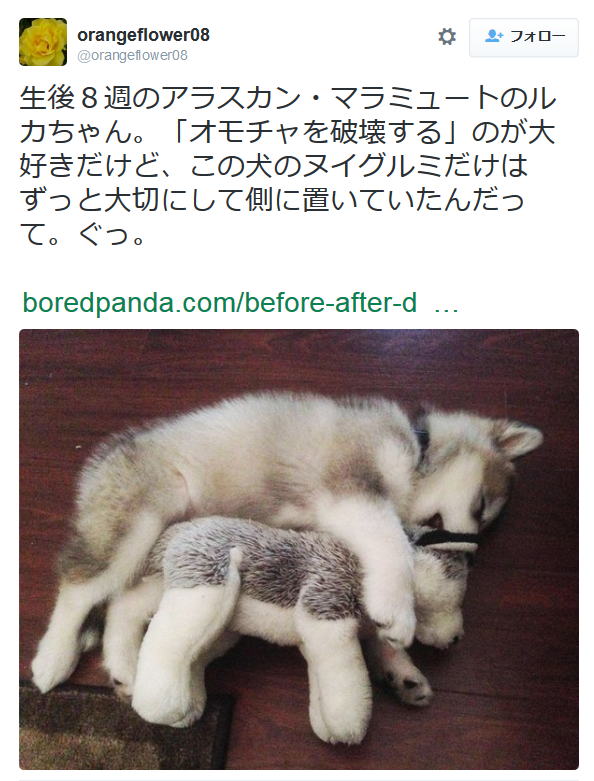 highlandvalley:  orangeflower08さんはTwitterを使っています: “生後８週のアラスカン・マラミュートのルカちゃん。「オモチャを破壊する」のが大好きだけど、この犬のヌイグルミだけはずっと大切にして側に置いていたんだって。ぐっ。