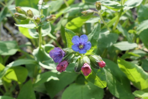 Pulmonaria obscura — unspotted lungwort
