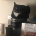 cartoonjohn:kaijuno:I couldn’t find Mittens but I could hear her meowing so I was afraid she was stuck somewhere but no. She was sitting on the Keurig againShe’s singing her Coffee Song. The song she sings when she sits on Coffee machines. 