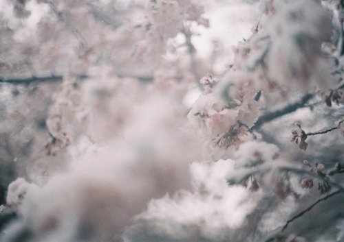 azusaphoto:桜隠しの日　①この日、初めて『桜隠し』という言葉を知った美しく、儚くそして、隠すという言葉が少し不安を呼ぶようなそんな季語緊急非常事態宣言が出た週末じゃんじゃん雪が降っている朝、