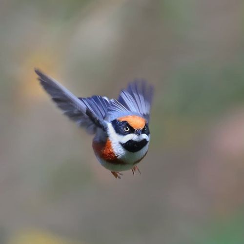 trans-mando:awesome-picz:This Bird Is Called The Black-Throated Bushtit And Yes, You Read That Right