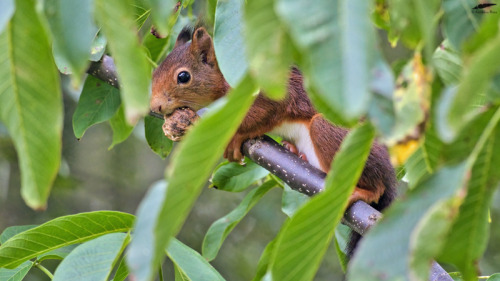 Red Squirrel - Esquilo-vermelho (Sciurus vulgaris)Trancoso/Portugal (13/09/2021)[Nikon D500; AF-S Ni