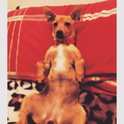 &lsquo;Come to bed baby, I&rsquo;m naked&rsquo; #monkey #dobby #sexydog #jackahuahua