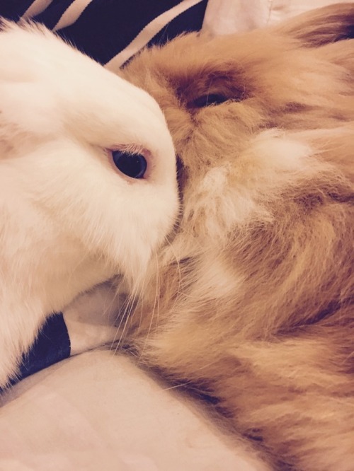 This is what true love looks like ✨ Two happy buns enjoying some bedtime snuggles.