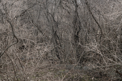blazejmarczak: Booth Board Mill and Bushes Ottawa 21.04.2019 © Blazej Marczak  www.bmarcza