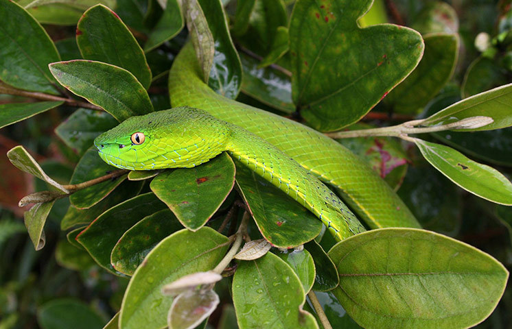  A green pit viper in the Cardamom Mountains, Cambodia Photograph: David Emmett/Conservation