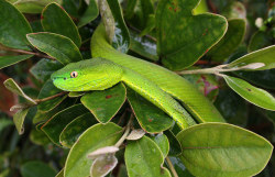  A green pit viper in the Cardamom Mountains,