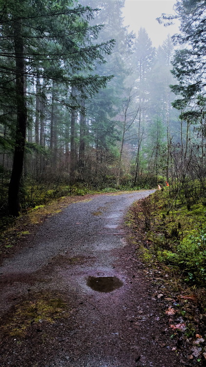 alfalfa67: Misty RunMorrell Sanctuary, Vancouver Island, Canada