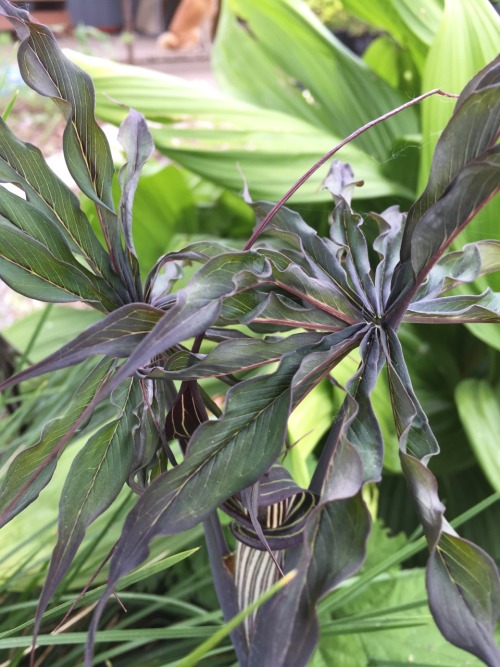 5-and-a-half-acres:Arisaema. Don’t know the species (maybe ciliatum) but it spreads itself around th