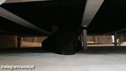girlychubbybunny:  hopeinmotion:  awwww-cute:  I have the cutest monster under my bed  omg it’s face at the end.   Aww