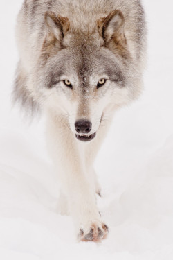 wonderous-world:  Gray Wolf by Maxime Riendeau 