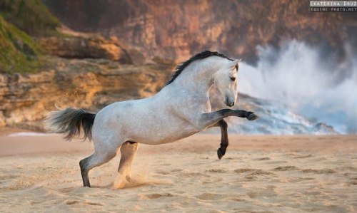 Lusitano, Portugal by Ekaterina Druz