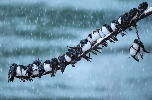 accessiblecoldtimes: nubbsgalore: swallows huddled for warmth, photographed by keith williams and da