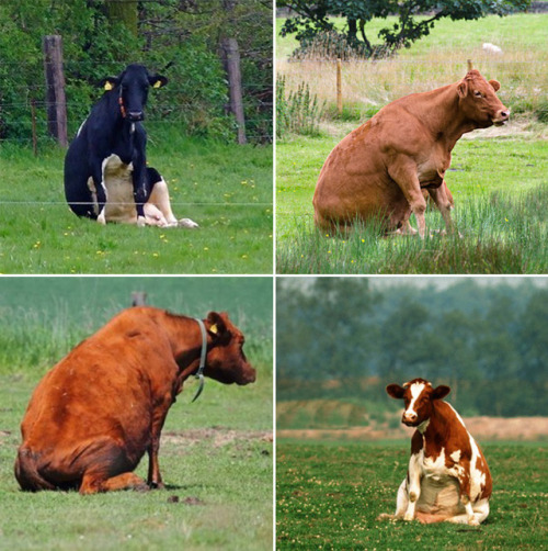 babyanimalgifs: Cows sitting like dogs. That is all. Please enjoy. via @sadanduseless