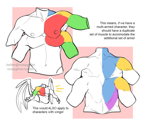 noisyghost: i’m still learning anatomy myself so i wouldn’t use this as more than just a general ti