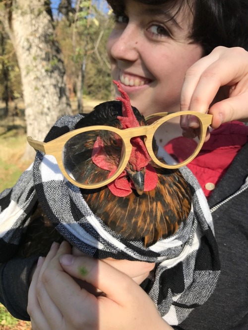 riboflavian:Spent thanksgiving with my cousins and their chickens and ducks and I am truly in my ele