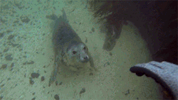 iridessence:  ryefaceupintherain:  complaintschoir:  huffingtonpost:  Underwater seals love a belly rub, yes they do. See the unbelievably cute video here.  THEY’RE JUST PUPPY MERMAIDS  Puppy mermaids!!!!  MERPUPPIES 