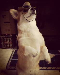 corgidean:REACH FER THE SKYYYYY