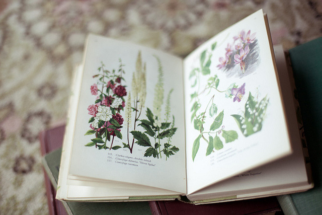 p0urtoujours:  glamprincess:  untitled by milly.pix on Flickr.  nature/vintage blog